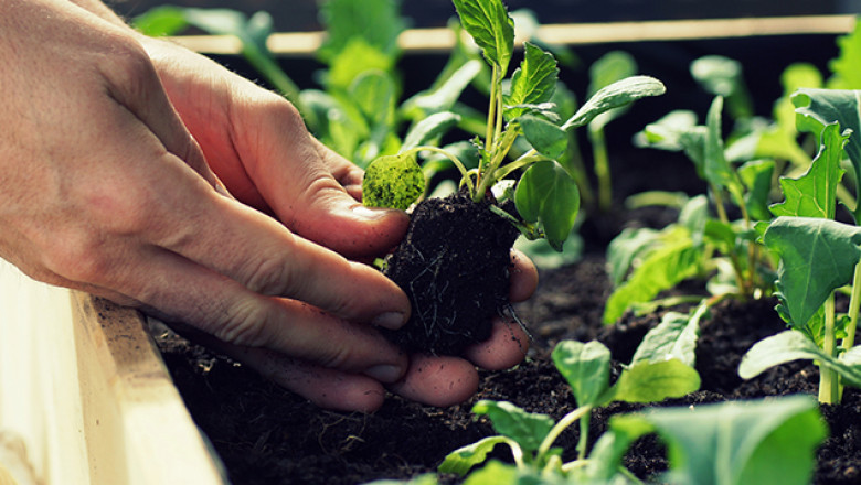 Tips To Start Gardening And How It Affects Our Environment