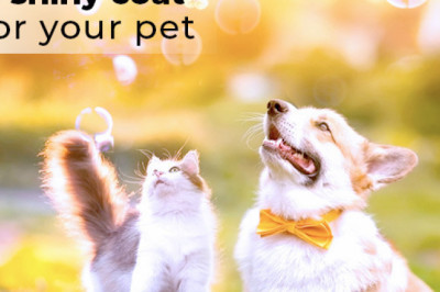 Ensure A Clean And Shiny Coat For Your Pet