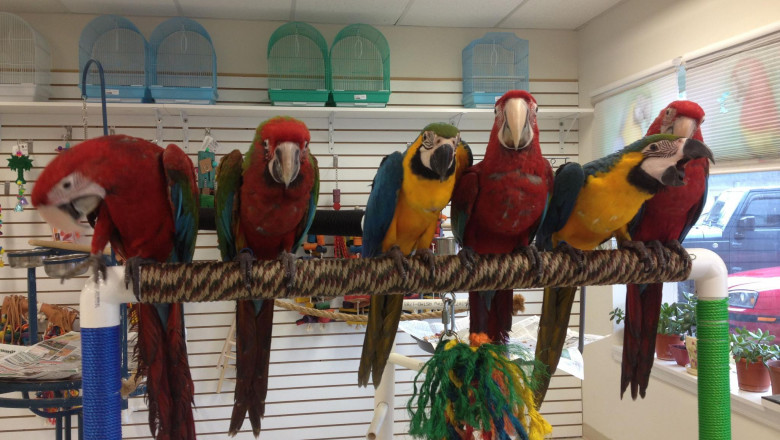 Birds For Sale - Ideas to help you When Looking For Birds For Sale