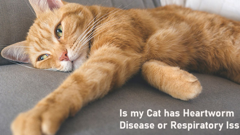 Is my Cat has Heartworm Disease or Respiratory Issue?