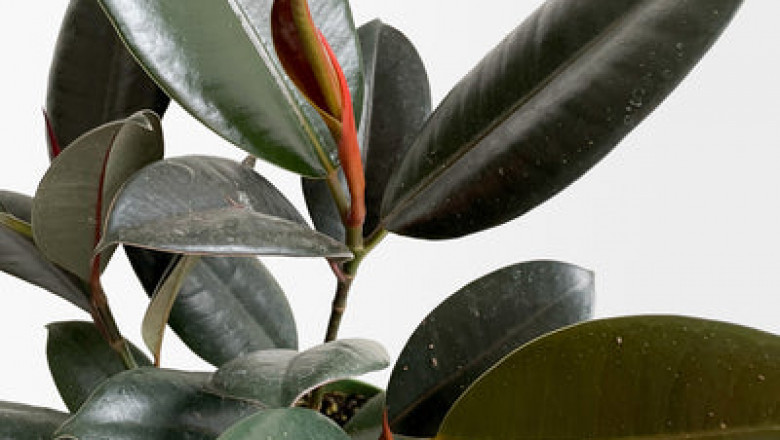 The Features of the greatest Flower Shipping Businesses