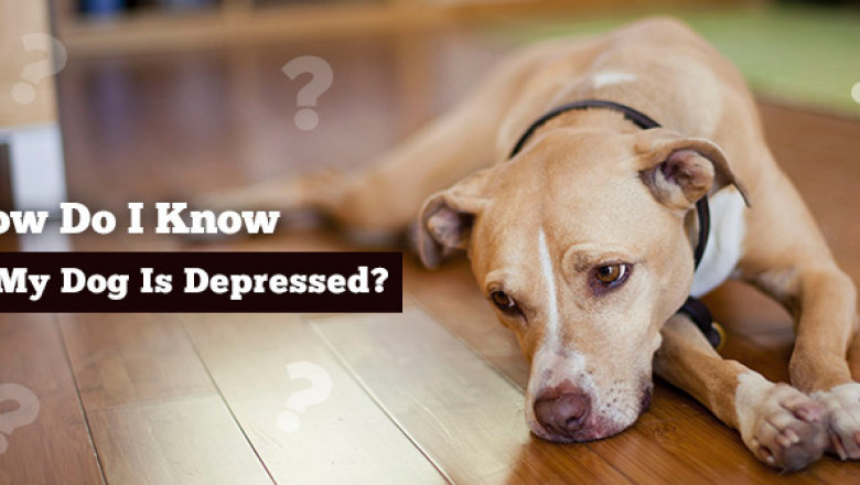 How Do I Know If My Dog Is Depressed?