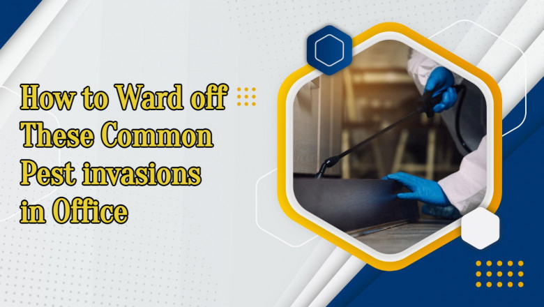 How to Ward off These Common Pest invasions in Office?