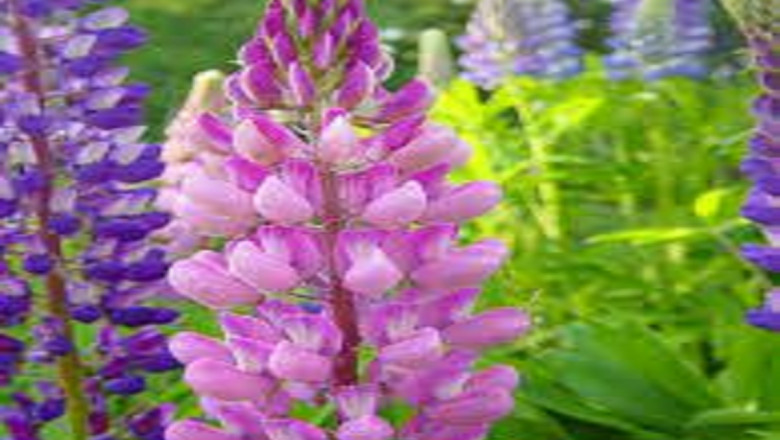 Lupine Peptide Market Size, In-depth Analysis Report and Global Forecast to 2028