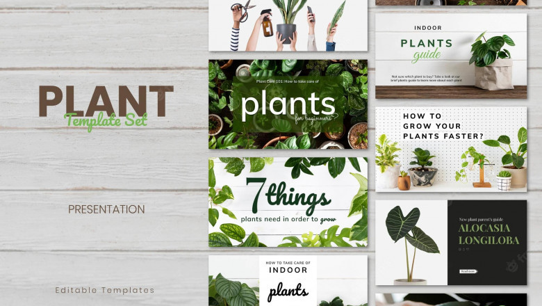 How to Sell Plants Online: A Guide for Beginners