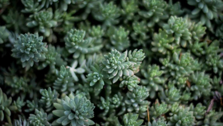 14 cartoons about thc o brands thatll brighten your day