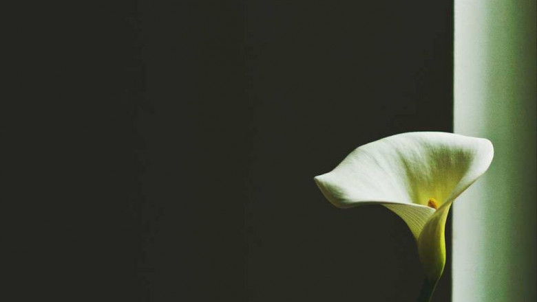 8 videos about girl scout cookies leafly thatll make you cry