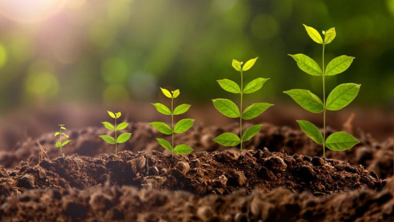 China Plant Growth Regulators Market Share, Size, Growth and Fo