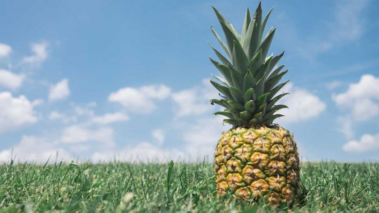 from around the web 20 awesome photos of best wholesale cbd oils