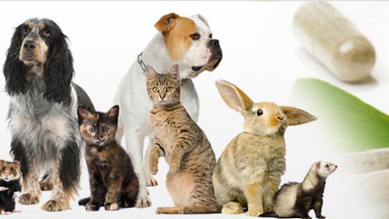 Global Pet Health Products Market Overview