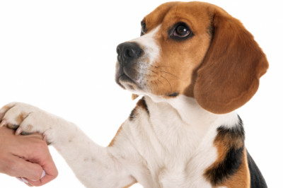 Pets Care And Services