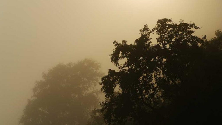 sage advice about cbd isolate vs cbd distillate from a fiveyearold