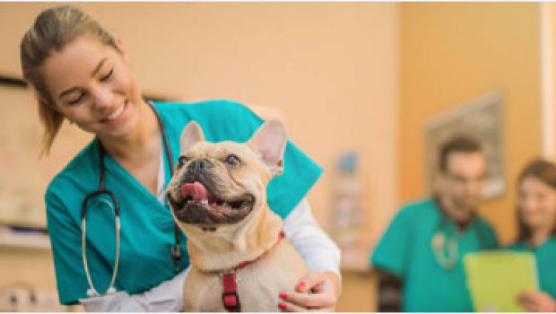 Vets In The City Is The Best Vaccination Clinic In Dubai