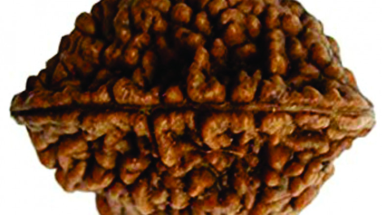 2 mukhi rudraksha benefits