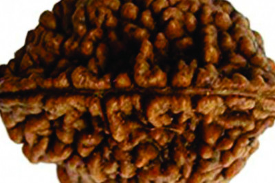 2 mukhi rudraksha benefits