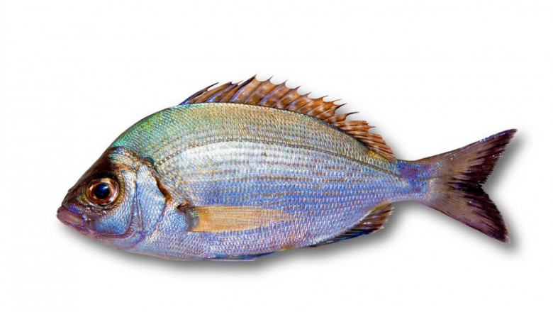 Katarna Fish: Nutritional Content, Benefits, And Recipes