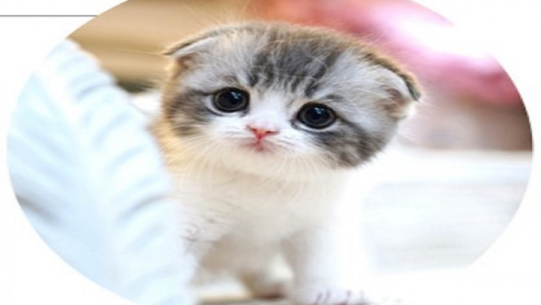 Scottish Fold Cat | Scottishfoldforsale.com