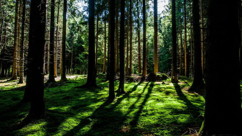 why nobody cares about packwoods hhc edibles