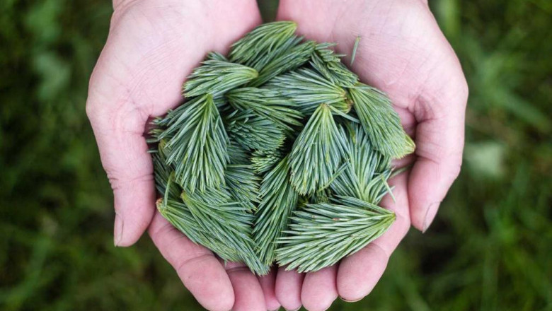 12 steps to finding the perfect bravo yogurt reviews