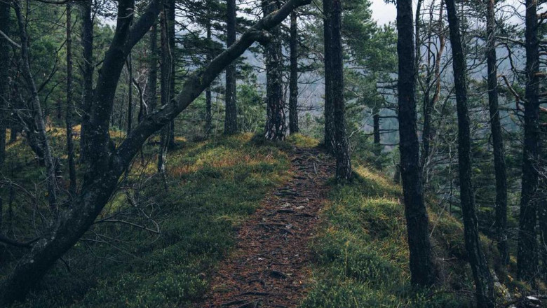 cake bars thc poll of the day