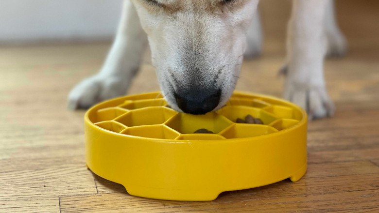 Deciding on the best Dog Toy for Your Dog