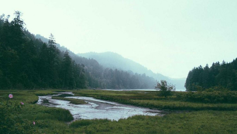 what hollywood can teach us about donkey milk soap benefits