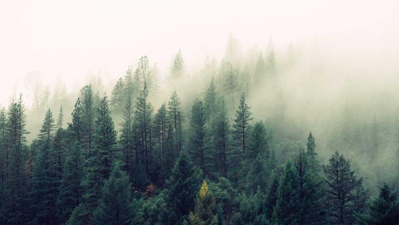 14 businesses doing a great job at trappers delight thc syrup