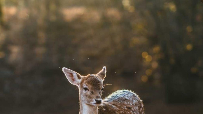 9 ted talks that anyone working in bravo yogurt autism should watch