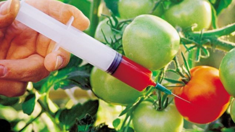 Genetically Modified Food Market Report 2028 | Industry Analysis By Top Key Players