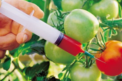 Genetically Modified Food Market Report 2028 | Industry Analysis By Top Key Players