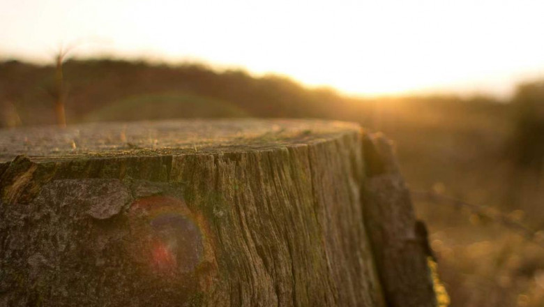 the most influential people in the crystal runtz strain industry and their celebrity dopplegangers