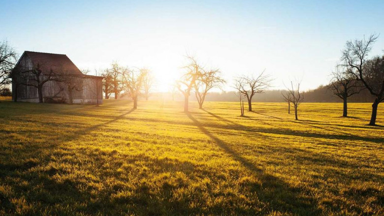 the top reasons people succeed in the orange pound cake strain review industry