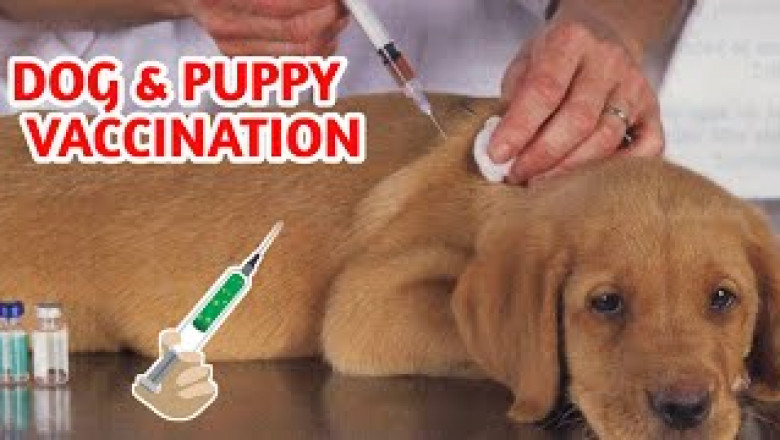 Dog Vaccines Market Size, Share, Regional Overview and Global Forecast to 2028