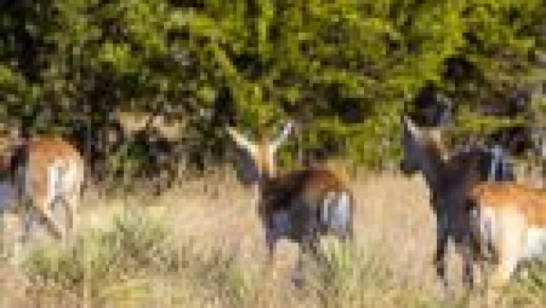 Hunting Ranches for Sale in Texas Hill Country | Dominion Lands