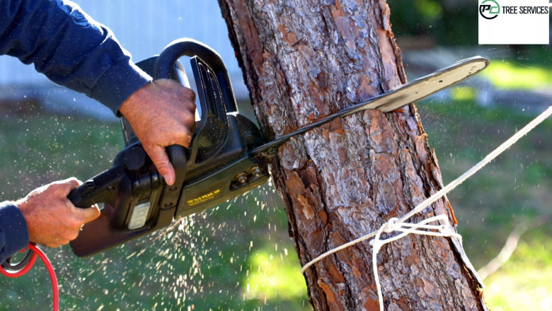 Why do Tree Stumps need To Be Removed And How Professionals Can Help?