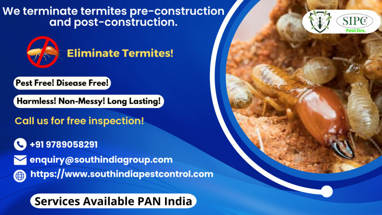 Termite Control in Chennai