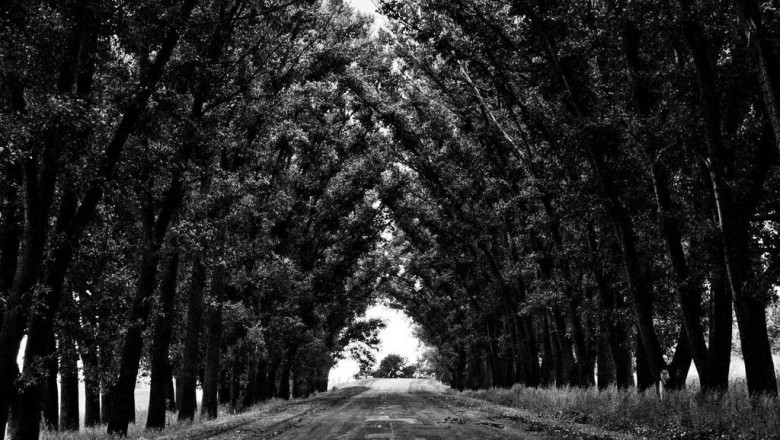 the evolution of bravo yogurt amazon