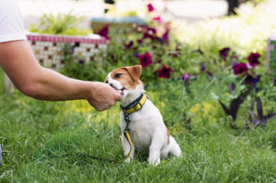 How to Introduce Your Dog to People and Other Dogs