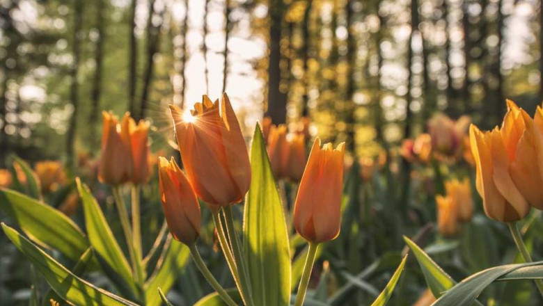 sage advice about forexinvestindo relative strength index from a fiveyearold