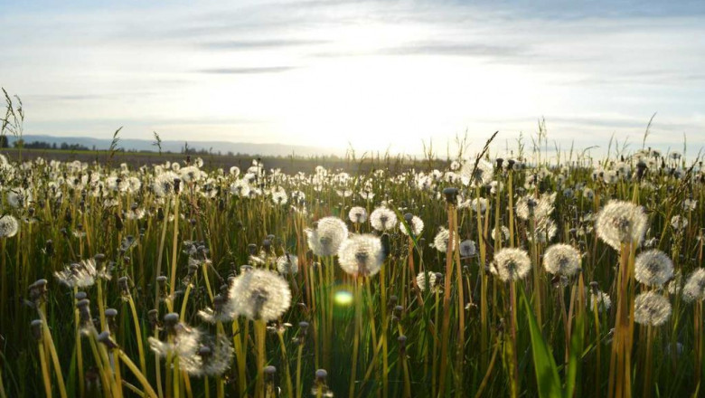 the pros and cons of meogtwigeomjeung