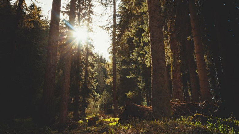 the worst advice you could ever get about delta8 vs delta9