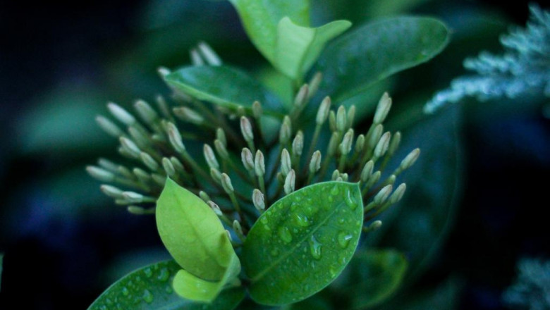 why you should forget about improving your hhc seeds