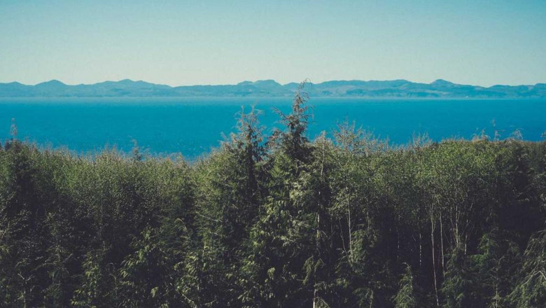 10 fundamentals about candy runtz strain leafly you didnt learn in school