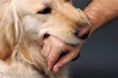 Dog Bite Victims Need the Menifee Desert Dog Bite Lawyer
