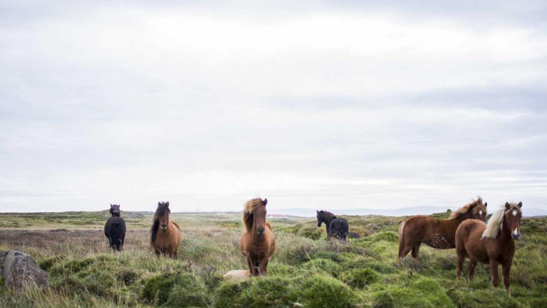 how a lot does a furnace restore price in 2022 fireplace ice