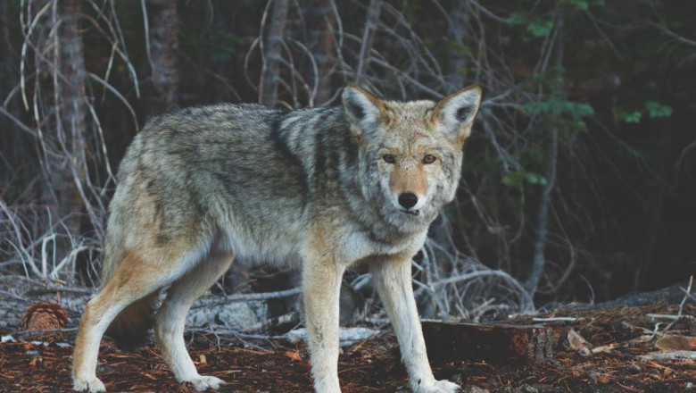 what not to do in the delta 8 shatter wholesale industry