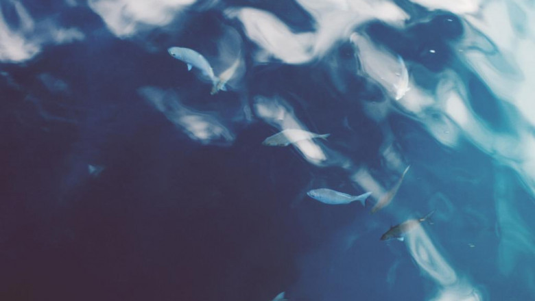 10 things steve jobs can teach us about hhc carts vs delta 8