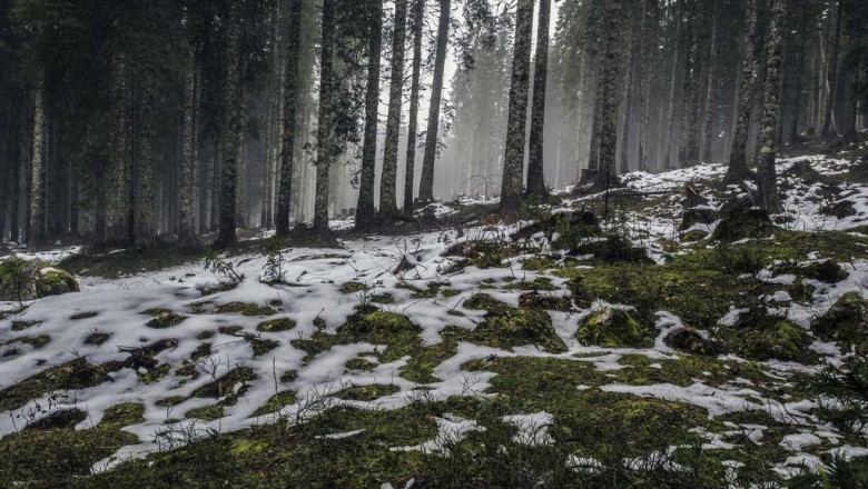 what sports can teach us about can you buy thc o online