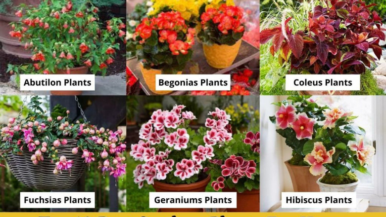 10 Best Outdoor Plants For Home | Top Outdoor House Plants