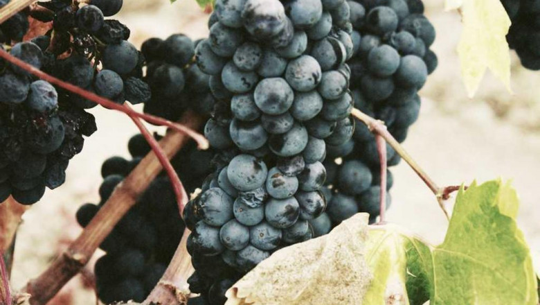 10 secrets about simple things to make for dinner you can learn from tv